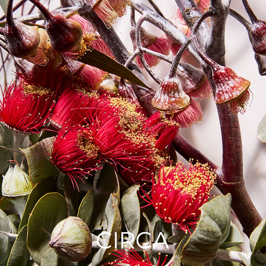 Close-up of red flowers with green leaves and &