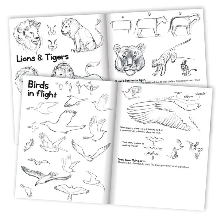 Pages from a book showing how to draw lions, tigers, and birds in flight.