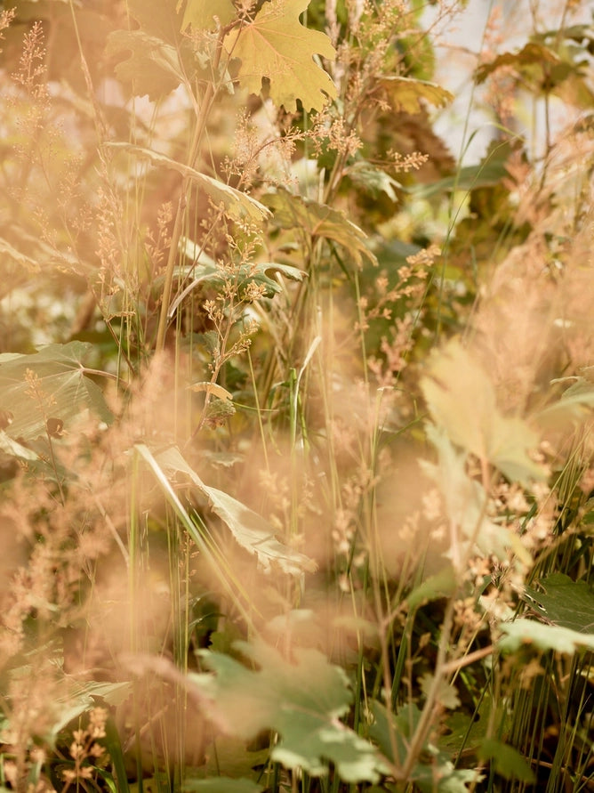 Field of plants and seed grass